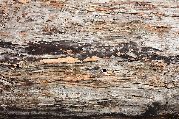 포토 JPG 해외이미지 선 백그라운드 패턴 표면 날씨 추상 건조 사람없음 목재 햇빛 줄무늬 회색 반지 구멍 그룹 파편 묘사 오브젝트 질감 매듭 통나무 먼지 구식 옛날 해외202004 해외포토 나무 컬러 무늬 재료 장신구 태양 파일형식 이미지허브