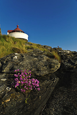 포토 JPG 해외이미지 식물 꽃 유럽 건축양식 자연 등대 북유럽 노르웨이 풍경 사람없음 야외 스칸디나비아 해외202004 해외포토 건축 나라 생태계 파일형식 이미지허브