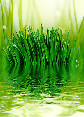 포토 JPG 해외이미지 식물 백그라운드 잎 밭 자연 추상 사람없음 초록색 물 빛 환경 정원 봄 젖음 흐름 성장 물방울 신선 떨어짐 이슬 순수 에코 질감 내추럴 생태학 해외202004 해외포토 자연요소 계절 교육 컬러 컨셉 무늬 농업 생태계 파일형식 이미지허브