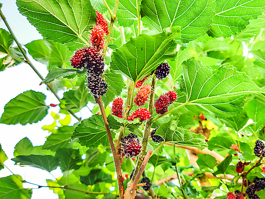 포토 JPG 해외이미지 나무 식물 열매 음식 백그라운드 잎 과일 자연 디저트 건강 사람없음 야외 빨간색 초록색 정원 보라색 검은색 나뭇가지 신선 달콤 맛 유기농 블랙베리 건강식 내추럴 숙성 채식주의자 해외202004 해외포토 웰빙 컬러 컨셉 생태계 채식 파일형식 이미지허브