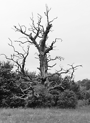 포토 JPG 해외이미지 나무 식물 자연 건조 흑백 풍경 사람없음 야외 목재 초록색 환경 검은색 흰색 나뭇가지 죽음 큼 싱글 가뭄 내추럴 벌거벗은 옛날 혼자 해외202004 해외포토 컬러 재료 날씨 촬영기법 크기 생태계 파일형식 이미지허브