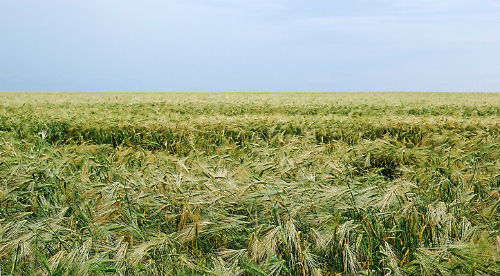 포토 JPG 해외이미지 식물 음식 빵 줄기 백그라운드 밭 농업 자연 하늘 건강 옥수수 씨앗 풍경 사람없음 초록색 여름 파란색 농작물 농장 농경지 환경 봄 성장 시골 낟알 땅 시리얼 밀 묘사 보리 귀 장면 밀짚 내추럴 밭일 숙성 호밀 해외202004 해외포토 계절 산업 컬러 곡류 신체부위 짚 생태계 파일형식 이미지허브