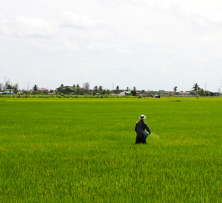 포토 JPG 해외이미지 나무 식물 전통 계절 꽃 아시아 지구 음식 여행 백그라운드 패턴 농업 태국 자연 밥 노동자 미술 풍경 사람없음 야외 초록색 여름 농작물 농장 농경지 정원 농사 시골 업무 농부 숲 낟알 땅 질감 장면 논밭 밭일 해외202004 해외포토 직업 나라 산업 컬러 무늬 밭 문화예술 논 작업 생태계 파일형식 이미지허브