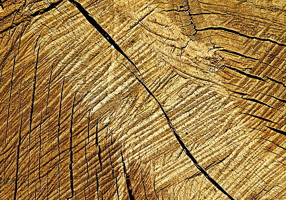 포토 JPG 해외이미지 나무 선 백그라운드 패턴 부분 자연 날씨 건조 미술 사람없음 목재 갈색 검은색 반지 소나무 원형 거친 균열 만화 자르기 묘사 질감 내추럴 방사형 수목 옛날 해외202004 해외포토 도형 식물 컬러 무늬 재료 장신구 모션 문화예술 생태계 파일형식 이미지허브