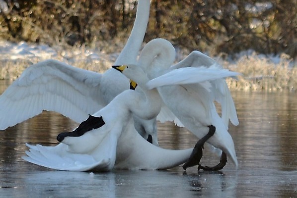포토 JPG 해외이미지 사람없음 싸움 백조 해외202004 해외포토 모션 조류 파일형식 이미지허브