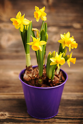 포토 JPG 해외이미지 식물 계절 꽃잎 꽃 꽃다발 잎 꽃무늬 자연 사람없음 목재 장식 노란색 머리 봄 벚꽃 신선 우아함 냄비 다발 배열 허브 제비꽃 오브젝트 향기 수선화 구성 해외202004 해외포토 나무 컬러 컨셉 무늬 재료 신체부위 솥 생태계 냄새 파일형식 이미지허브