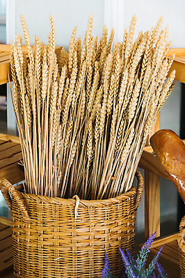 포토 JPG 해외이미지 식물 꽃 백그라운드 농업 자연 건조 건강 씨앗 사람없음 농작물 노란색 바구니 수확 흰색 낟알 밀 복고 귀 내추럴 숙성 해외202004 해외포토 산업 컬러 곡류 신체부위 생태계 파일형식 이미지허브