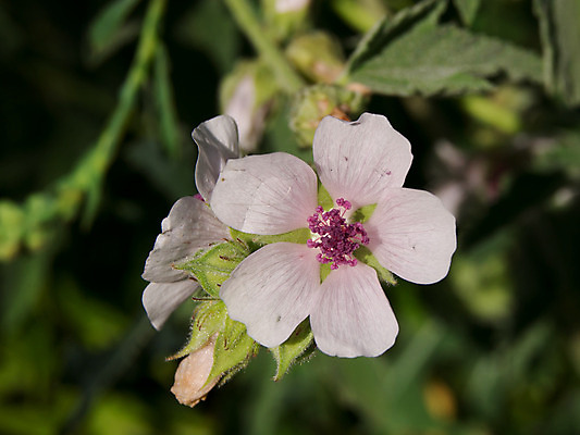 포토 JPG 해외이미지 식물 꽃 분홍색 잎 가족 탁자 건강 사람없음 목재 치료 초록색 약 정원 벚꽃 흰색 닫기 습지 약초 허브 마시멜로우 구성 아욱 진짜 많음 해외202004 해외포토 나무 컬러 가구 컨셉 재료 의학 관계 모션 디저트 풀_식물 파일형식 이미지허브