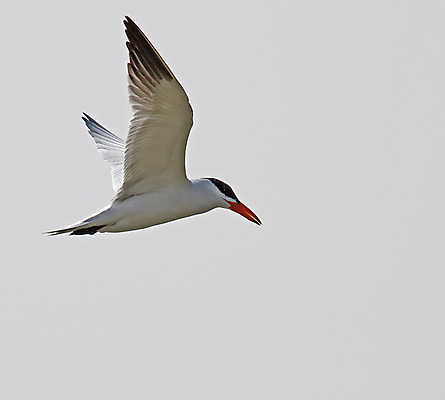포토 JPG 해외이미지 여행 아프리카 조류 휴가 사람없음 빨간색 검은색 회색 흰색 해외202004 해외포토 동물 나라 컬러 파일형식 이미지허브