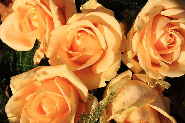 포토 JPG 해외이미지 식물 꽃잎 꽃 분홍색 꽃다발 결혼 백그라운드 자연 결혼식 사랑 사람없음 장식 초록색 장미 그룹 배열 파스텔톤 해외202004 해외포토 감정 컬러 이벤트 생태계 파일형식 이미지허브