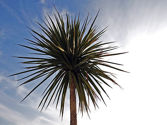 포토 JPG 해외이미지 나무 식물 자연 손바닥 사람없음 정원 허브 원예 해외202004 해외포토 손 취미 생태계 파일형식 이미지허브