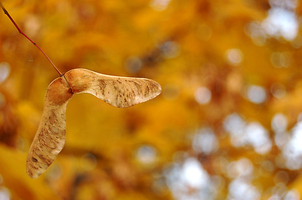 포토 JPG 해외이미지 모양 나무 식물 디자인 계절 공원 백그라운드 단풍 잎 캐나다 패턴 오렌지 자연 벽지 건조 사람없음 야외 목재 빨간색 초록색 컬러풀 햇빛 노란색 환경 침묵 가을 나뭇가지 황금 숲 9월 11월 질감 10월 내추럴 고립 옛날 해외202004 해외포토 공공시설 컬러 북아메리카 무늬 과일 재료 태양 소리 날짜 생태계 파일형식 이미지허브