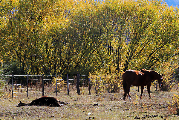 포토 JPG 해외이미지 나무 외관 문화 어린이 여행 건축양식 하늘 주택 사람 잔디 사람없음 야외 건물 가로 햇빛 미국 역사 카우보이 사인 좁은 북쪽 남쪽 아르헨티나 게이지 서쪽 콜로라도 해외202004 해외포토 식물 건축물 건축 북아메리카 태양 남아메리카 방향 파일형식 이미지허브