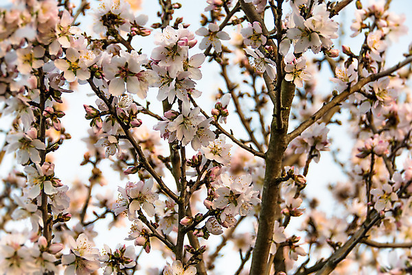 포토 JPG 해외이미지 나무 식물 계절 꽃잎 꽃 줄기 분홍색 백그라운드 잎 꽃무늬 농업 자연 하늘 사람없음 야외 햇빛 정원 맑음 봄 벚꽃 나뭇가지 신선 개화 과수원 다발 아몬드 내추럴 해외202004 해외포토 산업 컬러 무늬 날씨 태양 견과류 생태계 파일형식 이미지허브