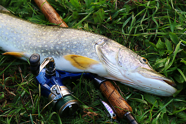 포토 JPG 해외이미지 동물 호수 밧줄 음식 스포츠 자연 낚시 휴식 어류 취미 사람없음 야외 여름 강 가을 신선 잡기 그룹 닫기 치아 정상 눈금 꼬리 육식동물 실타래 어장 기어 미끼 턱 얼레 돌리기 민물 해외202004 해외포토 계절 줄 컨셉 모션 레저 수중동물 소화기관 생태계 파일형식 이미지허브