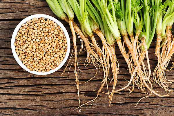 포토 JPG 해외이미지 식물 전통 계절 음식 잎 농업 채소 재료 자연 건조 파슬리 건강 요리 씨앗 사람없음 갈색 주방 중국 봄 시골 신선 양념 조미료 고수 맛 다발 허브 보따리 유기농 매움 날것 아로마 향료 향 레시피 내추럴 샬롯 해외202004 해외포토 웰빙 산업 아시아 컬러 컨셉 양파 향신료 생태계 향기 냄새 향미료 파일형식 이미지허브