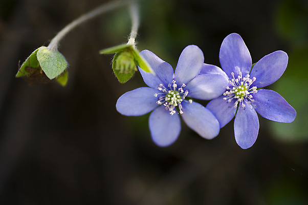 포토 JPG 해외이미지 꽃 백그라운드 자연 사람없음 파란색 새싹 우주 봄 닫기 노루귀 아네모네 해외202004 해외포토 식물 계절 컬러 모션 생태계 파일형식 이미지허브