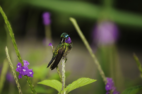 포토 JPG 해외이미지 꽃 조류 앉기 사람없음 컬러풀 나뭇가지 중앙아메리카 작음 깃털 서식지 벌새 코스타리카 해외202004 해외포토 나무 식물 동물 컬러 모션 아메리카 크기 파일형식 이미지허브