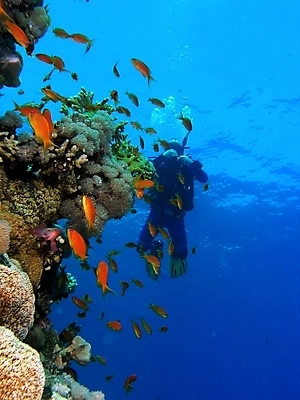 포토 JPG 해외이미지 식물 동물 야생동물 잎 자연 표면 어류 사람없음 초록색 물 반사 사진촬영 수중 투명 스노클링 산호 잠수부 잠수함 다이빙 암초 동물상 해외202004 해외포토 자연요소 컬러 조형물 촬영 수영 수중동물 수상스포츠 자포동물 전문직 생태계 수중스포츠 파일형식 이미지허브