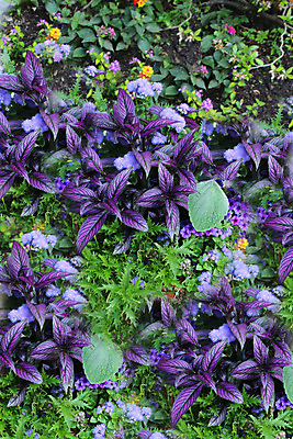 포토 JPG 해외이미지 식물 디자인 계절 꽃잎 꽃 꽃다발 잎 꽃무늬 자연 사람없음 장식 초록색 정원 보라색 봄 성장 벚꽃 화려 우아함 향수 그림 냄새 꽃수술 아열대 영원 이국적 스타일 해외202004 해외포토 컬러 컨셉 무늬 화장품 생태계 파일형식 이미지허브