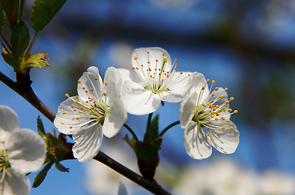 포토 JPG 해외이미지 나무 식물 계절 꽃잎 꽃 백그라운드 잎 자연 사람없음 야외 초록색 정원 봄 성장 벚꽃 흰색 나뭇가지 체리 선택 4월 5월 전경 해외202004 해외포토 컬러 컨셉 과일 풍경 날짜 생태계 파일형식 탑뷰 이미지허브