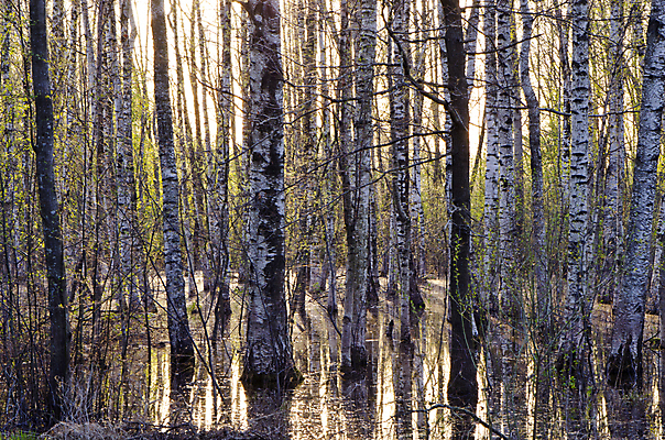 포토 JPG 해외이미지 나무 식물 계절 공원 유럽 백그라운드 잎 자연 풍경 사람없음 목재 초록색 물 햇빛 환경 봄 젖음 나뭇가지 시골 신선 저녁 숲 자작나무 삼림지대 해외202004 해외포토 자연요소 공공시설 나라 컬러 재료 태양 야간 생태계 파일형식 이미지허브
