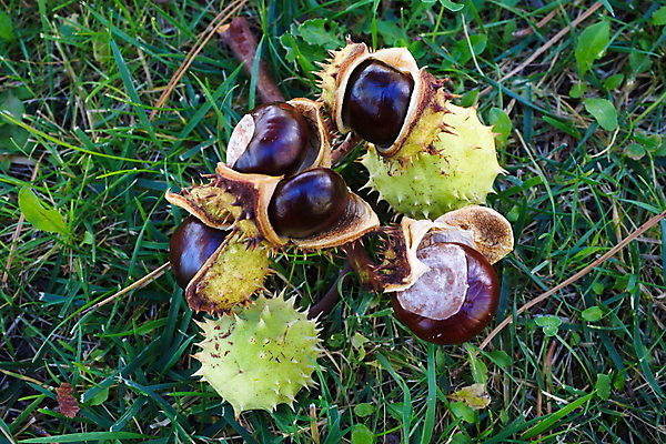 포토 JPG 해외이미지 나무 식물 계절 음식 백그라운드 잎 겨울 과일 자연 디저트 건조 씨앗 사람없음 야외 목재 치료 빨간색 초록색 여름 컬러풀 갈색 과자 정원 맑음 추위 껍질 가을 나뭇가지 가시 숲 바비큐 허브 기회 내추럴 추출 해외202004 해외포토 컬러 재료 의학 날씨 생태계 파일형식 이미지허브