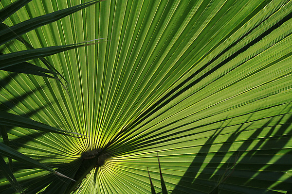 포토 JPG 해외이미지 잎 자연 추상 손바닥 그림자 사람없음 가로 초록색 여름 야자수 줄무늬 껍질 질감 내추럴 광 카피스페이스 해외202004 해외포토 나무 식물 손 계절 컬러 무늬 공백 생태계 파일형식 이미지허브