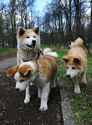 포토 JPG 해외이미지 동물 얼굴 신체 사람없음 반려동물 일본 힘 용기 자신감 개 강아지 위험 큼 근육질 고체 기르기 지능 힘찬 해외202004 해외포토 그릇 감정 아시아 컨셉 포유류 근육 신체부위 크기 몸매 돌봄 파일형식 이미지허브