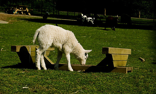 포토 JPG 해외이미지 동물 응시 음식 밭 농업 포유류 엄마 새로움 사람없음 초록색 농장 봄 자녀 아기 양 호기심 양고기 내추럴 결백 밭일 해외202004 해외포토 시선 계절 감정 산업 컬러 컨셉 가족 육류 사람 파일형식 이미지허브