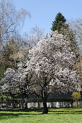 포토 JPG 해외이미지 나무 식물 계절 꽃잎 꽃 낙엽 잎 밭 자연 풍경 사람없음 야외 초록색 봄 산책 벚꽃 흰색 나뭇가지 신선 도시 개화 묘사 통나무 엽서 꽃가루 자두 꽃수술 불가리아 해외202004 해외포토 컬러 농업 과일 휴식 가루 편지 생태계 파일형식 남유럽 이미지허브