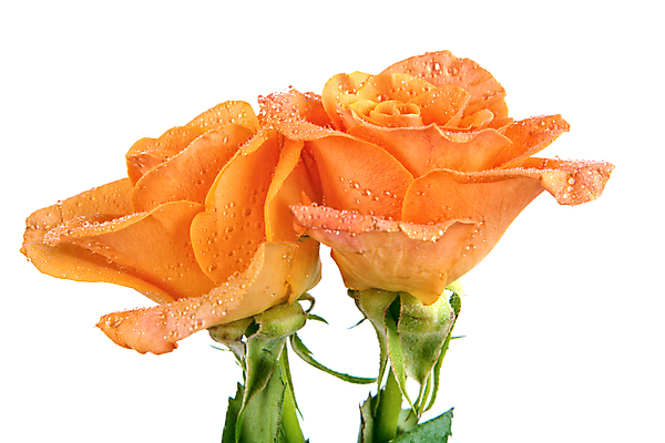 포토 JPG 해외이미지 식물 꽃 백그라운드 꽃무늬 오렌지 자연 발렌타인데이 사랑 사람없음 장식 초록색 장미 노란색 벚꽃 흰색 축하 신선 싱글 고립 해외202004 해외포토 감정 컬러 컨셉 무늬 과일 데이이벤트 생태계 파일형식 이미지허브