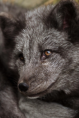 포토 JPG 해외이미지 동물 유럽 야생동물 장난 포유류 자연 털 동물원 종류 사람없음 야외 갈색 환경 검은색 어둠 놀람 회색 추위 아기 닫기 강아지 작음 북극 스마트 호기심 생물학 여우 육식동물 북쪽 동물상 생태학 해외202004 해외포토 교육 감정 나라 컬러 컨셉 모션 표정 사람 반려동물 조형물 개 크기 극지방 방향 생태계 파일형식 이미지허브