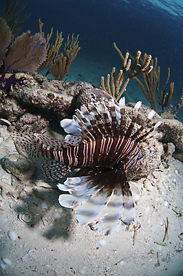 포토 JPG 해외이미지 식물 동물 모래 어류 사람없음 물 컬러풀 수중 줄무늬 껍질 닫기 암초 바하마 해외202004 해외포토 자연요소 컬러 무늬 모션 수중동물 파일형식 이미지허브