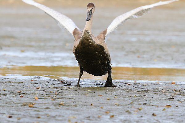 포토 JPG 해외이미지 동물 호수 물결 야생동물 백그라운드 날개 자연 조류 발렌타인데이 사랑 사람없음 야외 물 여름 파란색 빛 강 반사 평화 검은색 수영 침묵 거울 흰색 하트 연못 황무지 우아함 심볼 순수 깃털 부리 백조 장면 목 단아함 해외202004 해외포토 자연요소 모양 계절 감정 컬러 컨셉 데이이벤트 신체부위 소리 수상스포츠 생태계 파일형식 이미지허브