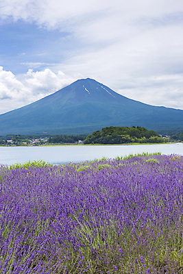 포토 JPG 해외이미지 식물 구름 꽃 호수 선 여행 백그라운드 밭 자연 하늘 산 풍경 사람없음 야외 여름 컬러풀 세계 정원 일본 보라색 프랑스 시골 개화 재산 땅 허브 제비꽃 향기 아로마 아로마테라피 후지산 라벤더 내추럴 프랑스어 프로방스 해외202004 해외포토 자연요소 문자 계절 유럽 아시아 컬러 농업 금융 세계문화유산 생태계 냄새 테라피 파일형식 이미지허브