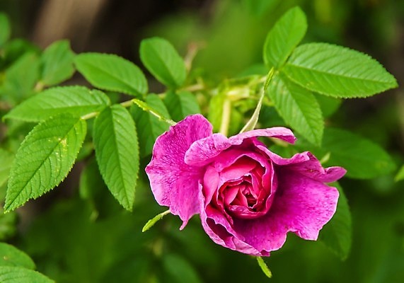 포토 JPG 해외이미지 식물 계절 꽃잎 꽃 줄기 분홍색 백그라운드 잎 자연 사람없음 야외 장식 초록색 여름 태양 약 장미 머리 봄 활발 들꽃 성장 벚꽃 나뭇가지 신선 개화 숲 자주색 허브 꽃수술 해외202004 해외포토 자연요소 나무 컬러 컨셉 의학 신체부위 생태계 파일형식 이미지허브