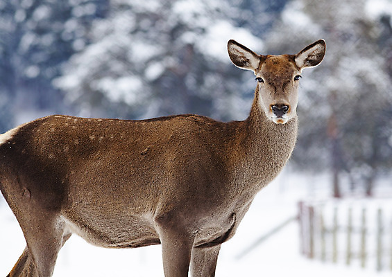 포토 JPG 해외이미지 나무 동물 계절 여자 남자 유럽 야생동물 백그라운드 겨울 밭 포유류 자연 털 사람없음 야외 목재 초록색 갈색 머리 환경 달러 냉동 얼음 추위 흰색 숲 꼬리 사냥 서리 서식지 동물상 아기사슴 암사슴 폭설 눈내림 해외202004 해외포토 자연요소 식물 나라 새끼 컬러 돈 농업 재료 사슴 눈_날씨 사람 신체부위 조형물 암컷 자연재해 생태계 파일형식 이미지허브