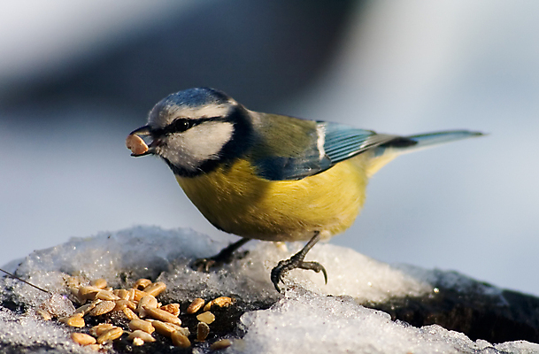 포토 JPG 해외이미지 야생동물 겨울 조류 사람없음 먹이 먹기 수유 해외202004 해외포토 동물 계절 모션 파일형식 이미지허브