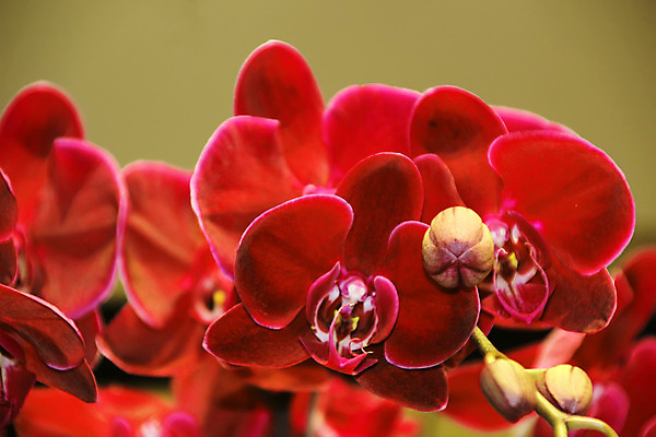 포토 JPG 해외이미지 꽃잎 화초 줄기 분홍색 결혼 잎 발렌타인데이 선물 사랑 씨앗 동양인 이벤트 취미 사람없음 장식 빛 보라색 스파 성장 축하 생일 난초 우아함 이슬 자주색 유혹 꽃집 제비꽃 순수 호접란 상록수 라일락 말레이시아 고립 꽃수술 돌봄 블러 엘리먼트 온실 원예사 세련 해외202004 해외포토 식물 직업 기념일 꽃 감정 아시아 컬러 컨셉 모션 데이이벤트 인종 상점 파일형식 이미지허브