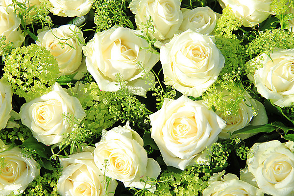 포토 JPG 해외이미지 식물 꽃잎 꽃 꽃다발 결혼 백그라운드 자연 결혼식 사랑 사람없음 장식 초록색 장미 흰색 축하 그룹 배열 파스텔톤 해외202004 해외포토 감정 컬러 컨셉 이벤트 생태계 파일형식 이미지허브