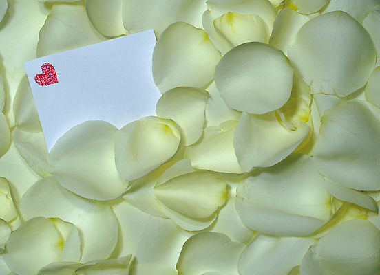 포토 JPG 해외이미지 꽃잎 꽃 백그라운드 추상 발렌타인데이 사랑 사람없음 빨간색 장미 흰색 닫기 묘사 열정 고립 성욕 해외202004 해외포토 식물 감정 컬러 무늬 모션 데이이벤트 욕망 파일형식 이미지허브