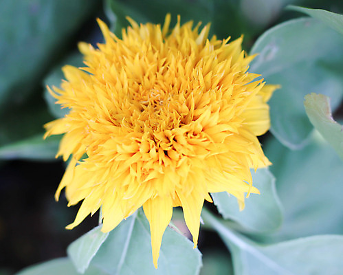 포토 JPG 해외이미지 꽃잎 꽃 곤충 잎 자연 해바라기 사람없음 노란색 벌레 꽃가루 수유 해외202004 해외포토 식물 동물 컬러 가루 생태계 파일형식 이미지허브