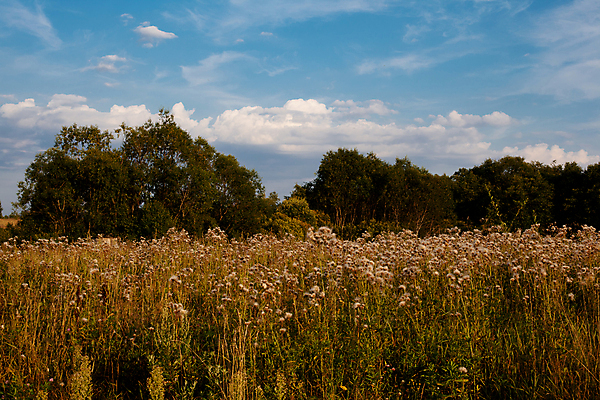 포토 JPG 해외이미지 나무 구름 유럽 밭 자연 하늘 풍경 사람없음 야외 가로 초록색 여름 파란색 회색 흰색 러시아 해외202004 해외포토 자연요소 식물 계절 나라 컬러 농업 생태계 파일형식 이미지허브