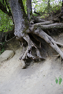 포토 JPG 해외이미지 나무 식물 줄기 낙엽 잎 자연 요정 풍경 사람없음 야외 목재 초록색 여름 햇빛 우주 환경 활발 성장 가을 나뭇가지 시골 신선 거친 황무지 고독 숲 언덕 싱글 뿌리 장면 지역 잡동사니 옛날 장례식 노화 해외202004 해외포토 계절 감정 컬러 컨셉 재료 태양 생태계 파일형식 이미지허브