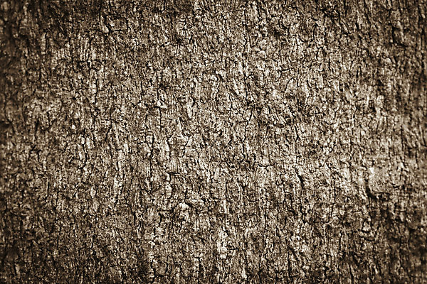 포토 JPG 해외이미지 나무 식물 공원 선 백그라운드 패턴 자연 표면 날씨 추상 건조 사람없음 목재 갈색 환경 회색 나뭇가지 소나무 거친 역사 닫기 보호 숲 낟알 장작 피부 묘사 질감 나무껍질 코르크 잡동사니 거인 내추럴 수목 썩음 옛날 울퉁불퉁 노화 해외202004 해외포토 공공시설 컬러 컨셉 무늬 재료 모션 신체부위 껍질 생태계 파일형식 이미지허브