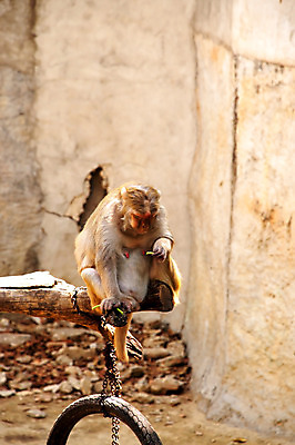 포토 JPG 해외이미지 식물 동물 얼굴 야생동물 백그라운드 포유류 태국 자연 생물 콩 털 동물원 동양인 사람없음 야외 초록색 갈색 원숭이 표현 숲 모피 먹기 내추럴 해외202004 해외포토 아시아 컬러 모션 곡류 인종 신체부위 생태계 파일형식 이미지허브