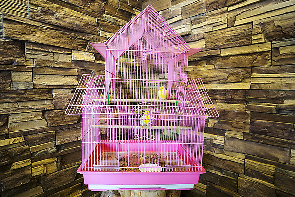 포토 JPG 해외이미지 동물 야생동물 벽 컨셉 노래 자연 조류 주택 취미 사람없음 반려동물 금속 자유 교도소 감옥 심볼 철사 새장 해외202004 해외포토 음악 재질 건물 생태계 케이지 파일형식 이미지허브