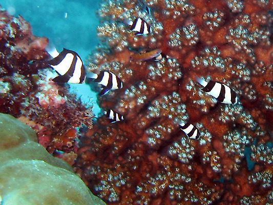 포토 JPG 해외이미지 동물 야생동물 바다 여행 생물 어류 사람없음 물 파란색 수중 산호 호주 큼 아래 다이빙 암초 북쪽 동쪽 깊이 해외202004 해외포토 자연요소 컬러 수영 수중동물 오세아니아 자포동물 크기 방향 위치 수중스포츠 파일형식 이미지허브