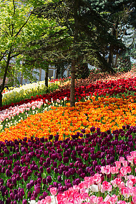 포토 JPG 해외이미지 식물 디자인 계절 공원 꽃잎 꽃 행복 유럽 꽃다발 백그라운드 꽃무늬 밭 자연 추상 선물 사랑 미술 사람없음 야외 장식 초록색 컬러풀 정원 봄 활발 튤립 벚꽃 침대 인사 신선 개화 4월 5월 다발 꽃집 강렬 구성 인공 해외202004 해외포토 공공시설 감정 나라 컬러 가구 컨셉 무늬 농업 문화예술 상점 예절 날짜 생태계 파일형식 이미지허브